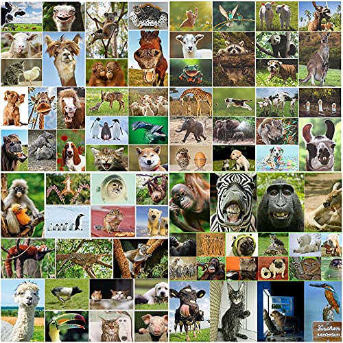 Edition Colibri 100 Tierpostkarten/Postkarten-Set TIERE AUS ALLER WELT, brillanter Bilderdruck, alles verschiedene Tiermotive von Edition Colibri