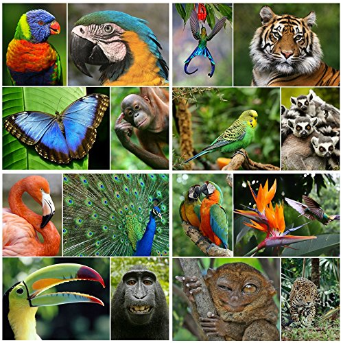 Edition Colibri 16 REGENWALD-TIERE Postkarten-Set Tropen (16 verschiedene tropische Tierpostkarten) für Sammler/Postcrossing oder als Lehrmaterial für Biologie von Edition Colibri