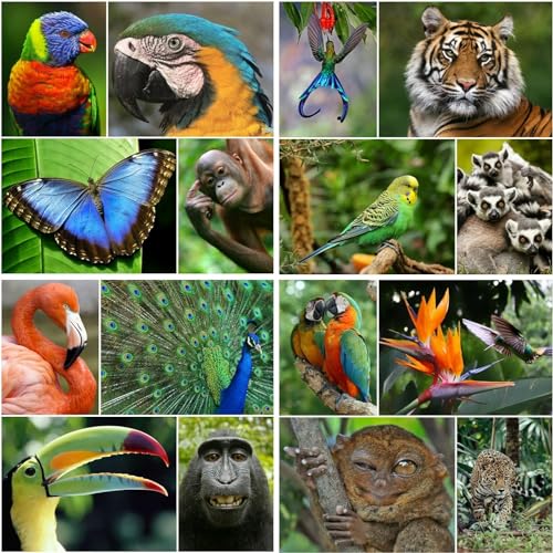 Edition Colibri 16 REGENWALD-TIERE Postkarten-Set Tropen (16 verschiedene tropische Tierpostkarten) für Sammler/Postcrossing oder als Lehrmaterial für Biologie von Edition Colibri