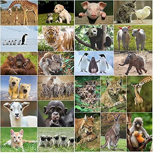 Edition Colibri 24 TIER-BABIES Postkarten-Set (24 verschiedene Tierpostkarten) von süßen Tierkindern für Kinder oder Postcrossing von Edition Colibri