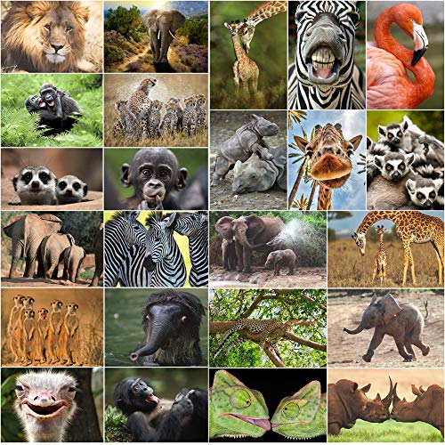 Edition Colibri 24 TIERE AUS AFRIKA Postkarten-Set (24 verschiedene Tierpostkarten) für Sammler oder Postcrossing von Edition Colibri