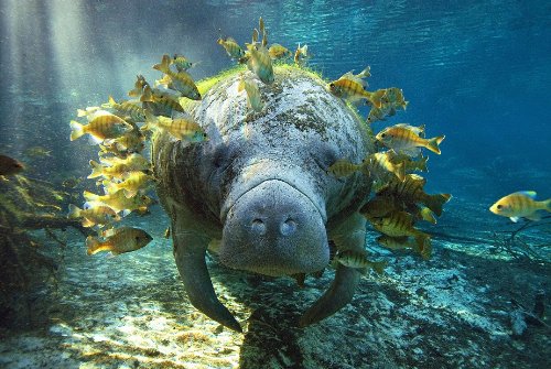 Edition Colibri 3-D Postkarte SEEKUH (MANATEE) (10185) von Edition Colibri