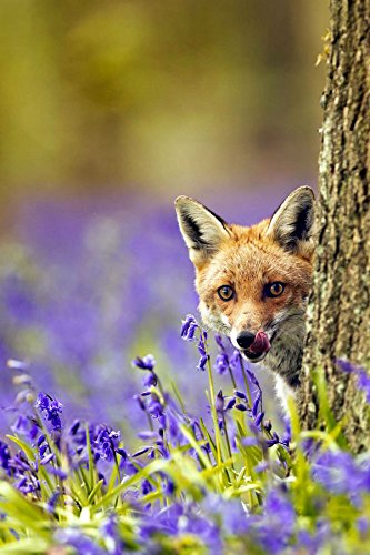 Edition Colibri FUCHS Postkarten-Set / 3 Ansichtskarten von einem neugierigen Fuchs (10567) von Edition Colibri