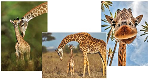 Edition Colibri GIRAFFEN 3-er Postkarten Ansichtskarten Set Giraffe für Sammler und Postcrossing (11119) von Edition Colibri