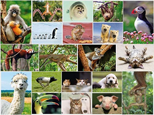 Edition Colibri LUSTIGE TIERE Set 5: Postkarten-Set mit lustigen und niedlichen Tieren (20 Ansichtskarten) für Kinder, Sammler und Postcrossing… von Edition Colibri