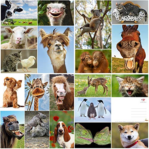 Edition Colibri LUSTIGE TIERE Set 6: Postkarten-Set mit witzigen und süssen Tieren (20 Ansichtskarten) für Kinder, Sammler und Postcrossing… von Edition Colibri