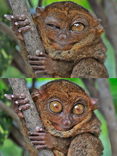 Edition Colibri LUSTIGER KOBOLD-MAKI Lentikular-Postkarte mit Wechselbild/Wackel-Postkarte von einem Lemuren aus Madagaskar von Edition Colibri