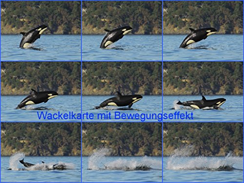Edition Colibri Lentikular-Postkarte mit Wechselbild/Wackelkarte Wale: SPRINGENDER SCHWERTWAL (ORCA) von Edition Colibri
