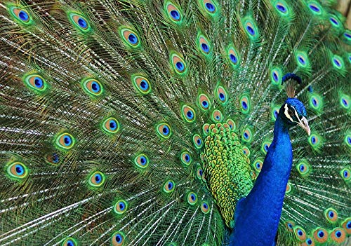 Edition Colibri PFAU Postkarten-Set, 3 Tierpostkarten/Ansichtskarten von einem Blauen Pfau, der ein Rad schlägt (10674) von Edition Colibri