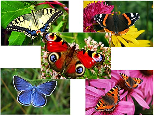 Edition Colibri SCHMETTERLINGE Postkarten-Set (50 St.) - 5 Motiven je 10 Stück von Edition Colibri