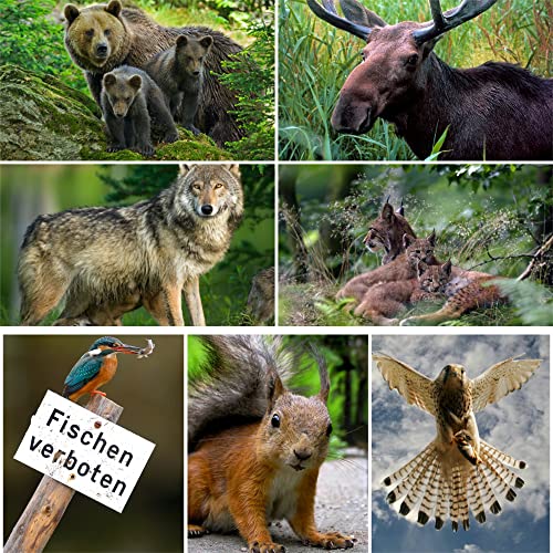 Edition Colibri TIERE EUROPAS (Set 2) 3 D-Postkarten-Set: 7 x Lentikular-Postkarten u.a. von Wolf, Luchs, Elch und Braunbär von Edition Colibri