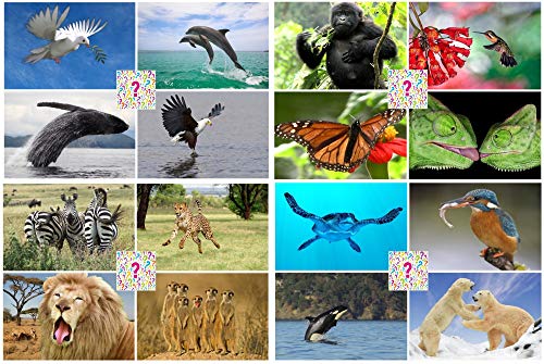 Edition Colibri Wackelkarten/Wechselbilder-Postkarten: 20 St. hochwertige Lentikular-Postkarten mit variierenden Tier- und Naturmotiven von Edition Colibri