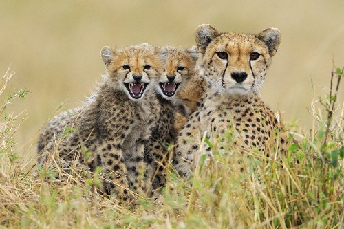 GEPARDEN-FAMILIE 3 D-Postkarte Lentikular-Karte von Geparden in der Serengeti von Edition Colibri (10073) von Edition Colibri
