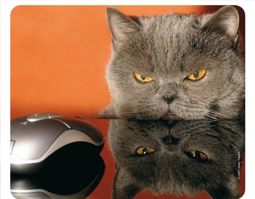 Katze UND Maus (Grumpy CAT) Lustiges Mauspad/Mousepad aus extrem reissfestem Spezialkautschuk mit stark haftender Unterseite kompatibel für alle Maustypen (Motiv 51) von Edition Colibri