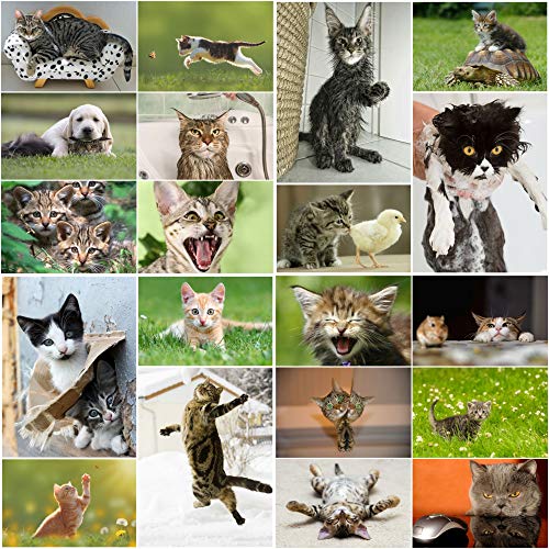 LUSTIGE KATZEN: 20-er Postkarten-Set mit witzigen, süßen, bösen und lustigen Katzen (20 verschiedene Motive) für Sammler und Postcrossing von EDITION COLIBRI von Edition Colibri