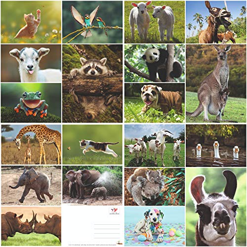 "LUSTIGE TIERE 8": 20-er Postkarten-Set mit lustigen Tieren (20 verschiedene Postkarten) für Sammler und Postcrossing von EDITION COLIBRI von Edition Colibri