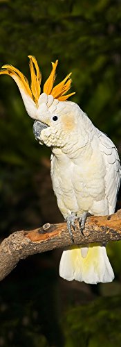 Lentikular-Lesezeichen mit Wechselbild/Wackelbild, Lesezeichen für Kinder als Mitgebsel:"ERREGTER KAKADU (PAPAGEI)" (Nr. 10158) von Edition Colibri