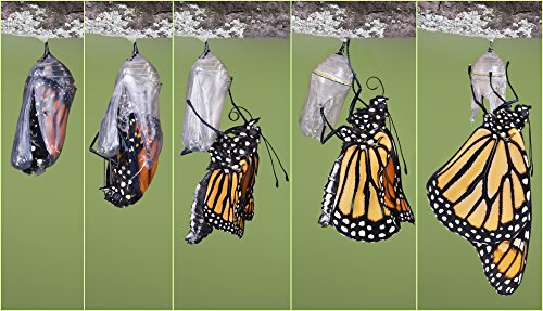 Lentikular-Postkarte/Wackelkarte/Wechselbild Schmetterlinge: "SCHMETTERLING (MONARCH-FALTER) SCHLÜPFT) von Edition Colibri