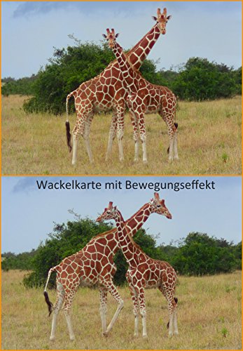 Lentikular-Postkarte mit Wechselbild/Wackelkarte Giraffe (Flip): "GIRAFFEN-PAAR" von Edition Colibri
