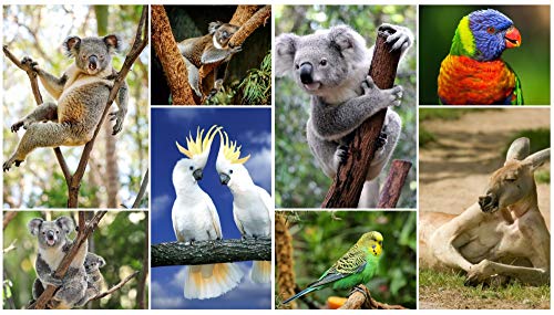 Postkarten-Set mit 8 Ansichtskarten von Tieren aus Australien: Koalas, Kakadus, Kängurus u.a. Tiere von Edition Colibri von Edition Colibri
