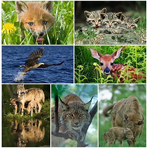 TIERE EUROPAS (Set 1) 3 D-Postkarten-Set: 7 x Lentikular-Postkarten u.a. von Wolf, Luchs, Fuchs und Wildkatzen von Edition Colibri von Edition Colibri