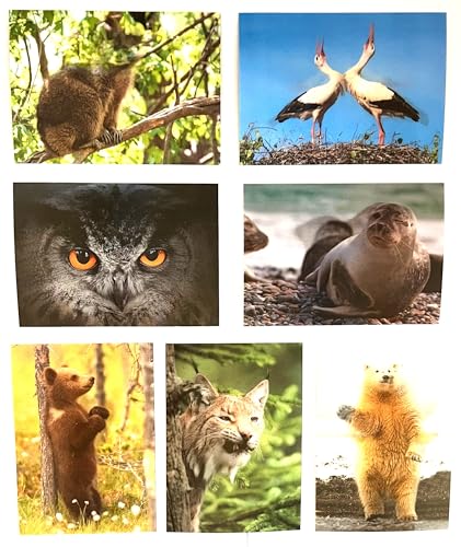 TIERE EUROPAS (Set 3): 7 Wackelkarten von einheimischen Tieren von Edition Colibri von Edition Colibri