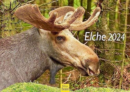 Edition Seidel Premium Kalender Elche 2024 Format DIN A3 Wandkalender Tierkalender Schweden Skandinavien Wildtiere Waldtiere Elch von Edition Seidel