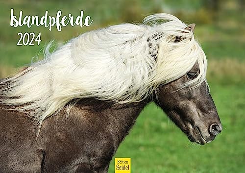 Edition Seidel Premium Kalender Islandpferde 2024 Format DIN A3 Wandkalender Pferdekalender Isländer Tiere Pony Stute Hengst Fohlen von Edition Seidel