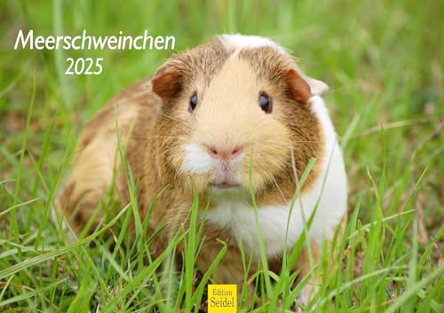 Edition Seidel Premium Kalender Meerschweinchen 2025 Format DIN A3 Wandkalender Tierkalender Haustier Meerschwein Nager von Edition Seidel