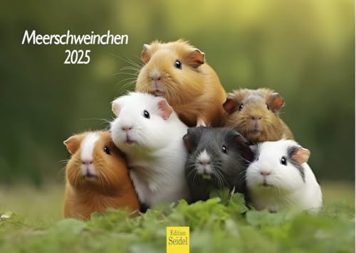 Edition Seidel Premium Kalender Meerschweinchen 2025 Format DIN A4 Wandkalender Tierkalender Haustier Meerschwein Nager von Edition Seidel