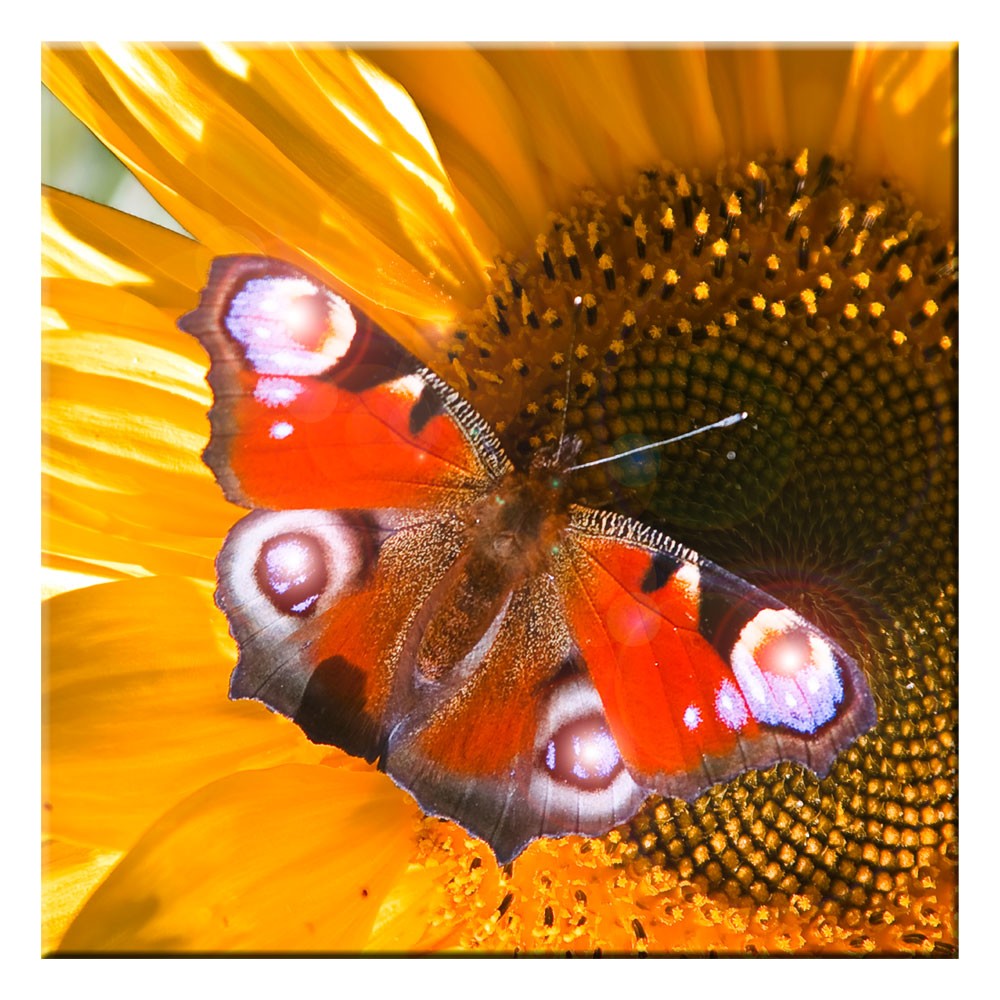 Schmetterlingsbild mit vier LEDs von Eglo