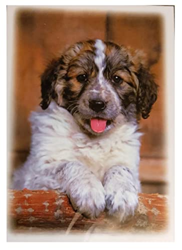 Postkarten Hunde - 5 verschiedene Motive - zufällige Auswahl von Einkauf