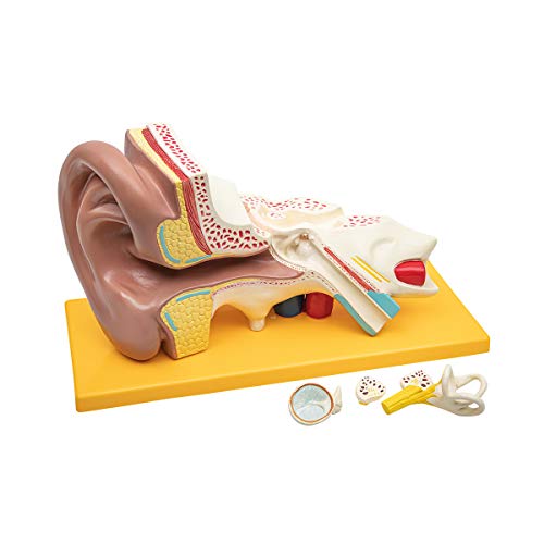 Elementary Anatomy Budget 4-teiliges Modell der menschlichen Ohranatomie mit Sockel, 3-fache Vergrößerung, Schulunterricht Elementary Anatomy Budget 4-teiliges Modell der menschlichen Ohranatomie mit Sockel, 3-fache Vergrößerung, Schulunterricht von Elementary Anatomy