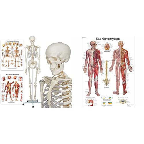 Elementary Anatomy Skelett - Buddy the Budget Skeleton - Menschliches Skelett Anatomisches Modell - Lebensgröße 175 cm & 3B Scientific Lehrtafel laminiert - Das Nervensystem von Elementary Anatomy