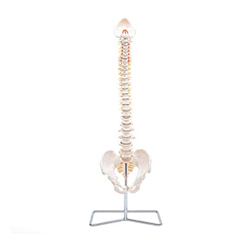 Elementary Anatomy The Budget Spine: Lebensgroßes flexibles menschliches Wirbelsäulenmodell von Elementary Anatomy
