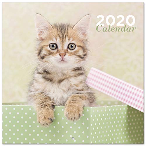 ERIK® Chantrenne Cat Wandkalender/Broschürenkalender 2020 30x30cm (aufgeklappt 30x60cm im Hochformat) von Erik