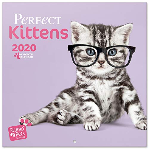 ERIK® Studio Pets Kittens Wandkalender/Broschürenkalender 2020 30x30cm (aufgeklappt 30x60cm im Hochformat) von Erik