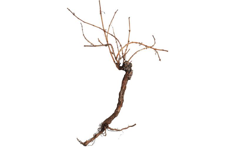 Europalms Rebstock 150cm, Kunststoff von Europalms