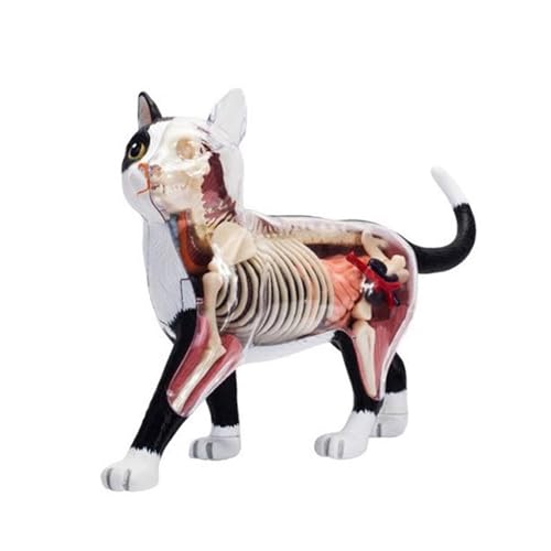 4D Katzen Anatomie Modell Anatomie Anatomie Black White Intelligence Zusammenstellen Spielzeugunterricht Vorräte Für Die Schule 4D Katzen Anatomie Modell Anatomie Anatomie Black White Intelligence Zusammenstellen Spielzeugunterricht Vorräte Für Die Schule von FOLODA