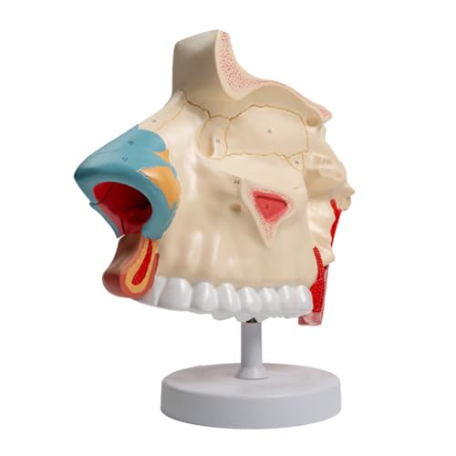 Anatomiemodell für die menschliche Nasenhöhle für Krankheiten, Studium, anatomisches Nasenhöhlen-Modell für den medizinischen Unterricht in der Schule Anatomiemodell für die menschliche Nasenhöhle für Krankheiten, Studium, anatomisches Nasenhöhlen-Modell für den medizinischen Unterricht in der Schule von FROMCEO