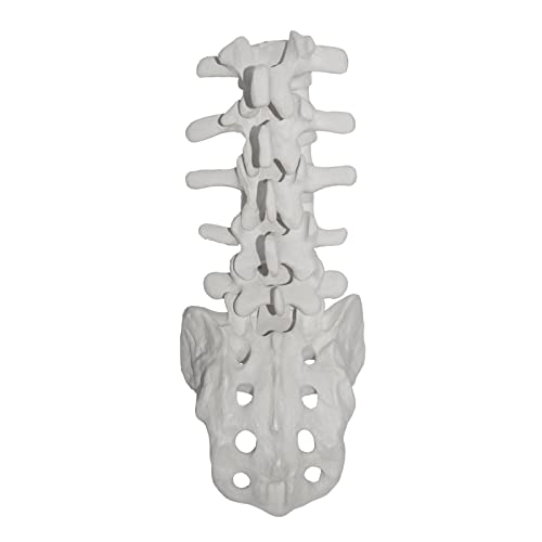 Anatomisches Modell der menschlichen Lendenwirbelsäule, Lehrmodell für wissenschaftliche Bildung, Studium, Demonstration Anatomisches Modell der menschlichen Lendenwirbelsäule, Lehrmodell für wissenschaftliche Bildung, Studium, Demonstration von FROMCEO