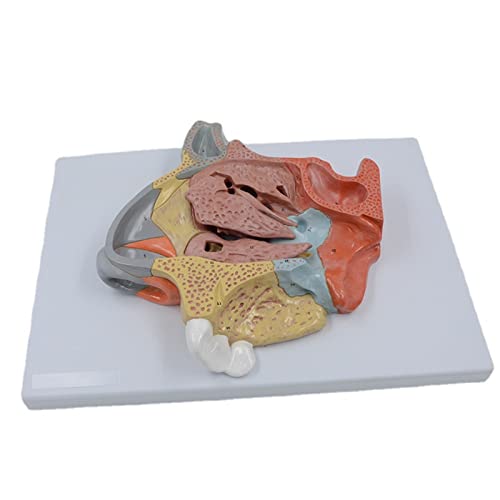 Edlarged Nasal Cavity Model Human Nose Organ Anatomy Model for Classroom Science Teaching Study Display Supplies Edlarged Nasal Cavity Model Human Nose Organ Anatomy Model for Classroom Science Teaching Study Display Supplies von FROMCEO