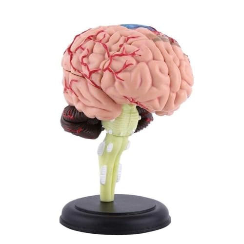 1:1 menschliches anatomisches Modell Standard Menschen Schädel Kopf Anatomie Simulation Modelle Studium Medizin Supplies Lehre Stud von FROVOL