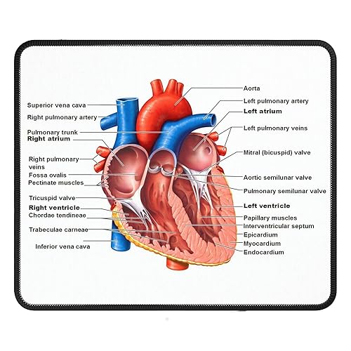 Anatomisches Herz-Mauspad für Krankenschwestern, Echotechs und Biologiestudenten, 240 x 200 x 4 mm, Farbe: menschliches Herz von FaceYee