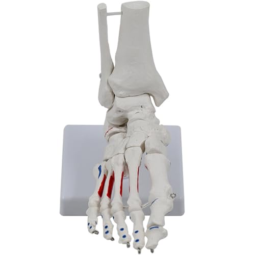 Human Foot Joint Skeleton Model Medicals Model PVC Fußgelenke Anatomie Modell Unterrichtsmodell Für Medizinstudie von Fhkpsqkcn