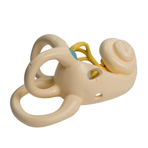 Vergrößerte Menschliche Innenohr Anatomie Modell Zeigt Cochlea Anatomische Interne Ohrmodell Für Vorlesungsbericht von Fhkpsqkcn