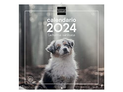 Finocam - Kalender 2024 Wandbilder 30x30 zum Schreiben Januar 2024 - Dezember 2024 (12 Monate) Spanische Welpen von Finocam