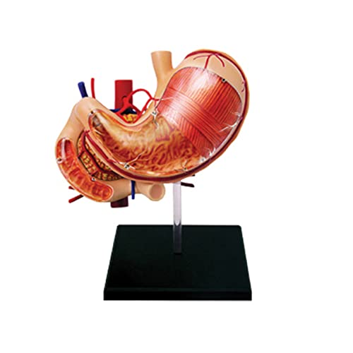 Medizinisches Modell für menschlichen Magen und Bauchspeicheldrüse, Magenanatomie, Bauchpathologie, Anatomie, Lehrwerkzeug, menschliche Organe von Fitooles
