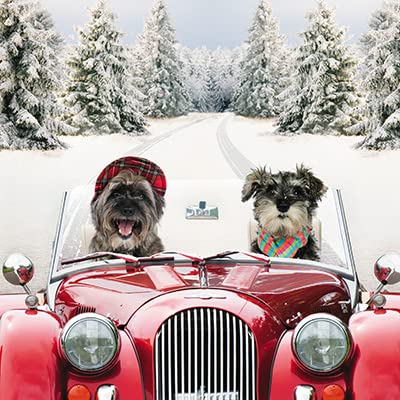Paper House Weihnachtskarten, Motiv: Hunde, die ein rotes Auto fahren, verschneite Szene, 6 Stück von The Great British Card Company Paper House Weihnachtskarten, Motiv: Hunde, die ein rotes Auto fahren, verschneite Szene, 6 Stück von The Great British Card Company von GBCC
