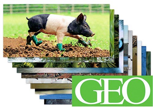 10-er Packung: Die 10 tierischsten GEO XXL-Postkarten +++ von modern times von GEO